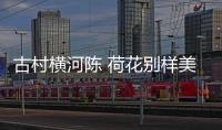 古村横河陈 荷花别样美